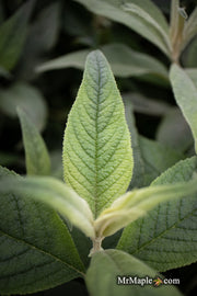 - Buddleia X 'Purple Haze' Lo & Behold® Purple Flowering Butterflybush - Mr Maple │ Buy Japanese Maple Trees