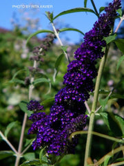- Buddleia davidii 'Black Knight' Purple Butterflybush - Mr Maple │ Buy Japanese Maple Trees