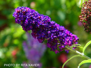 - Buddleia davidii 'Black Knight' Purple Butterflybush - Mr Maple │ Buy Japanese Maple Trees