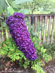 - Buddleia davidii 'Black Knight' Purple Butterflybush - Mr Maple │ Buy Japanese Maple Trees