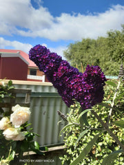 - Buddleia davidii 'Black Knight' Purple Butterflybush - Mr Maple │ Buy Japanese Maple Trees