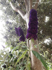 - Buddleia davidii 'Black Knight' Purple Butterflybush - Mr Maple │ Buy Japanese Maple Trees