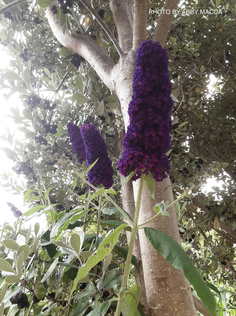 - Buddleia davidii 'Black Knight' Purple Butterflybush - Mr Maple │ Buy Japanese Maple Trees