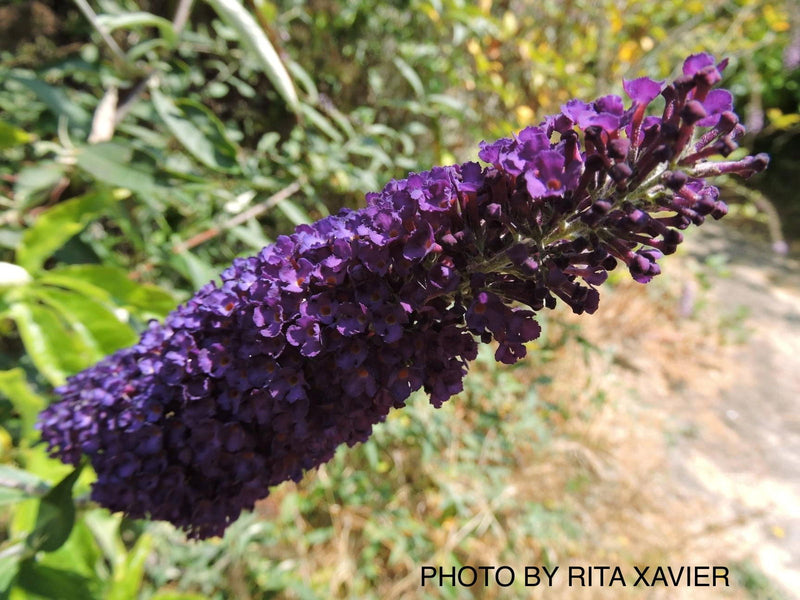 - Buddleia davidii 'Black Knight' Purple Butterflybush - Mr Maple │ Buy Japanese Maple Trees