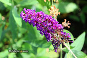 - Buddleia davidii 'Black Knight' Purple Butterflybush - Mr Maple │ Buy Japanese Maple Trees