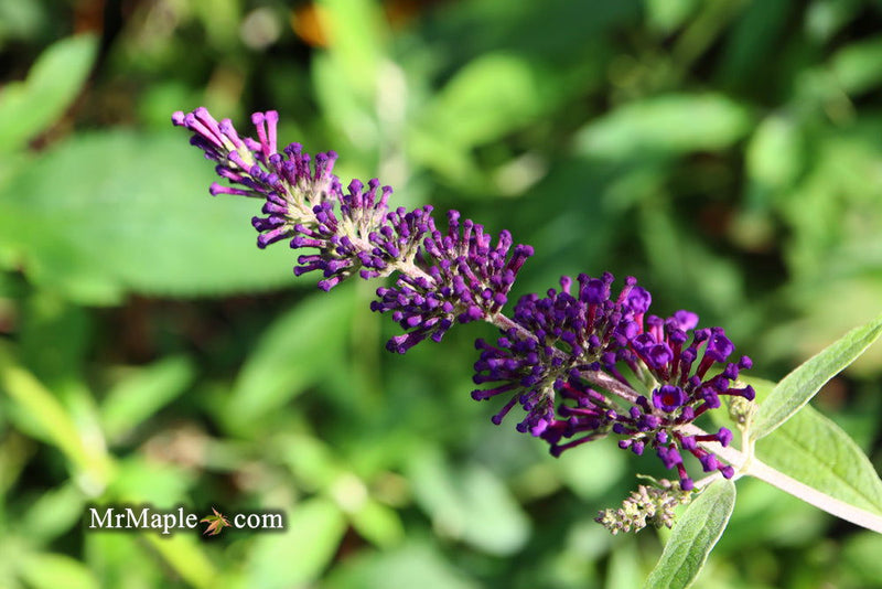 - Buddleia davidii 'Black Knight' Purple Butterflybush - Mr Maple │ Buy Japanese Maple Trees
