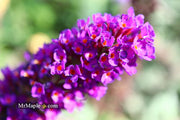 - Buddleia davidii 'Black Knight' Purple Butterflybush - Mr Maple │ Buy Japanese Maple Trees