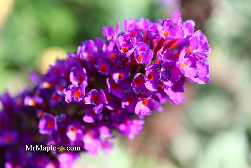 - Buddleia davidii 'Black Knight' Purple Butterflybush - Mr Maple │ Buy Japanese Maple Trees