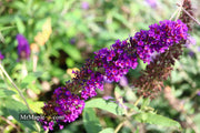 - Buddleia davidii 'Black Knight' Purple Butterflybush - Mr Maple │ Buy Japanese Maple Trees