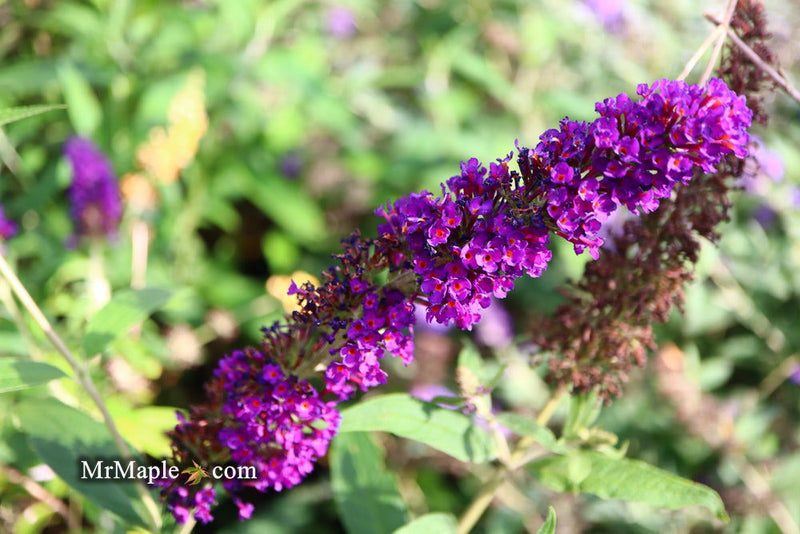- Buddleia davidii 'Black Knight' Purple Butterflybush - Mr Maple │ Buy Japanese Maple Trees