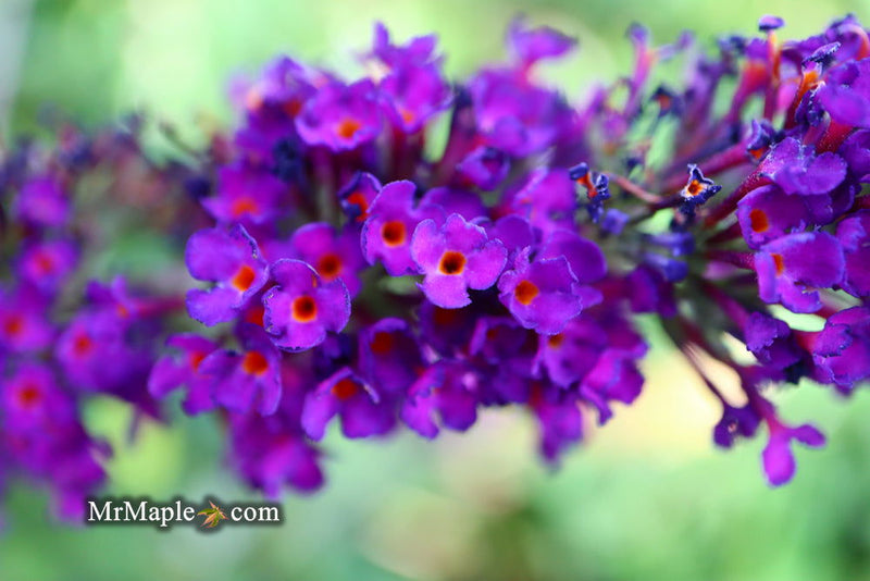 - Buddleia davidii 'Black Knight' Purple Butterflybush - Mr Maple │ Buy Japanese Maple Trees