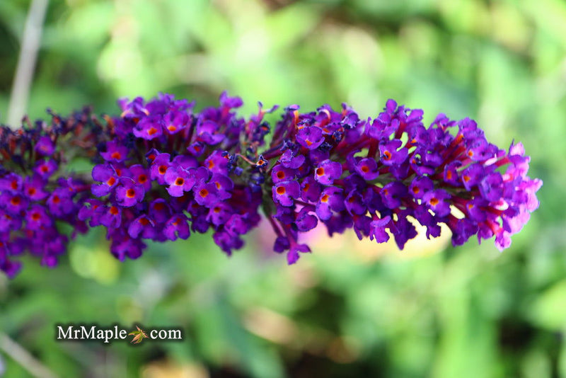 - Buddleia davidii 'Black Knight' Purple Butterflybush - Mr Maple │ Buy Japanese Maple Trees