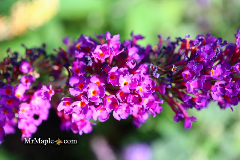 - Buddleia davidii 'Black Knight' Purple Butterflybush - Mr Maple │ Buy Japanese Maple Trees