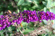 - Buddleia davidii 'Black Knight' Purple Butterflybush - Mr Maple │ Buy Japanese Maple Trees