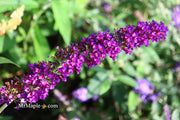 - Buddleia davidii 'Black Knight' Purple Butterflybush - Mr Maple │ Buy Japanese Maple Trees