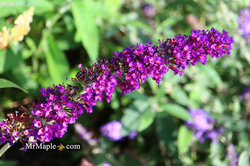 - Buddleia davidii 'Black Knight' Purple Butterflybush - Mr Maple │ Buy Japanese Maple Trees