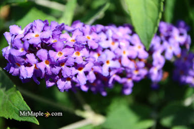 - Buddleia davidii 'Blue Heaven' Butterflybush - Mr Maple │ Buy Japanese Maple Trees