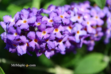 - Buddleia davidii 'Blue Heaven' Butterflybush - Mr Maple │ Buy Japanese Maple Trees
