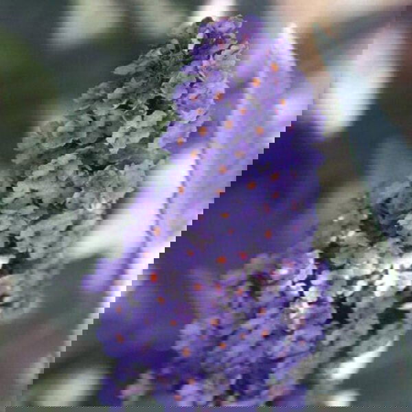 Buy Buddleia davidii 'Blue Heaven' Butterflybush — Mr Maple │ Buy