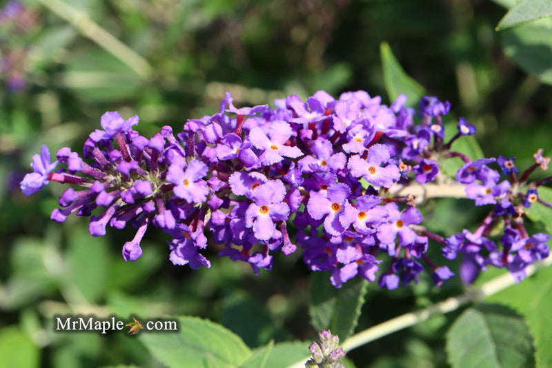 - Buddleia davidii 'Blue Heaven' Butterflybush - Mr Maple │ Buy Japanese Maple Trees