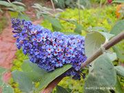 - Buddleia davidii 'Ellen's Blue' Butterflybush - Mr Maple │ Buy Japanese Maple Trees
