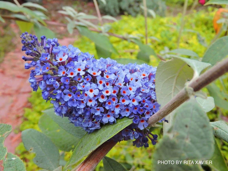 - Buddleia davidii 'Ellen's Blue' Butterflybush - Mr Maple │ Buy Japanese Maple Trees