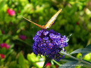 - Buddleia davidii 'Ellen's Blue' Butterflybush - Mr Maple │ Buy Japanese Maple Trees