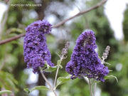 - Buddleia davidii 'Ellen's Blue' Butterflybush - Mr Maple │ Buy Japanese Maple Trees