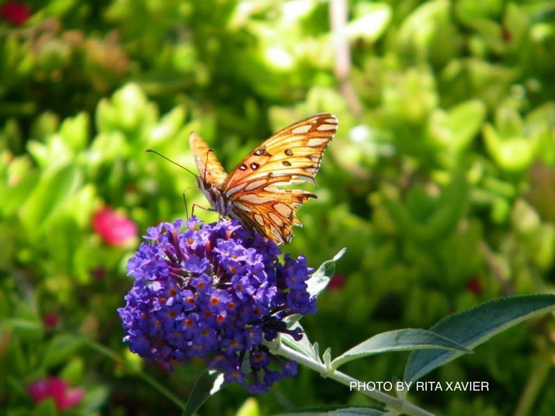 - Buddleia davidii 'Ellen's Blue' Butterflybush - Mr Maple │ Buy Japanese Maple Trees