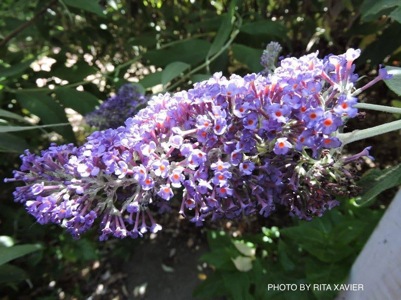 - Buddleia davidii 'Ellen's Blue' Butterflybush - Mr Maple │ Buy Japanese Maple Trees