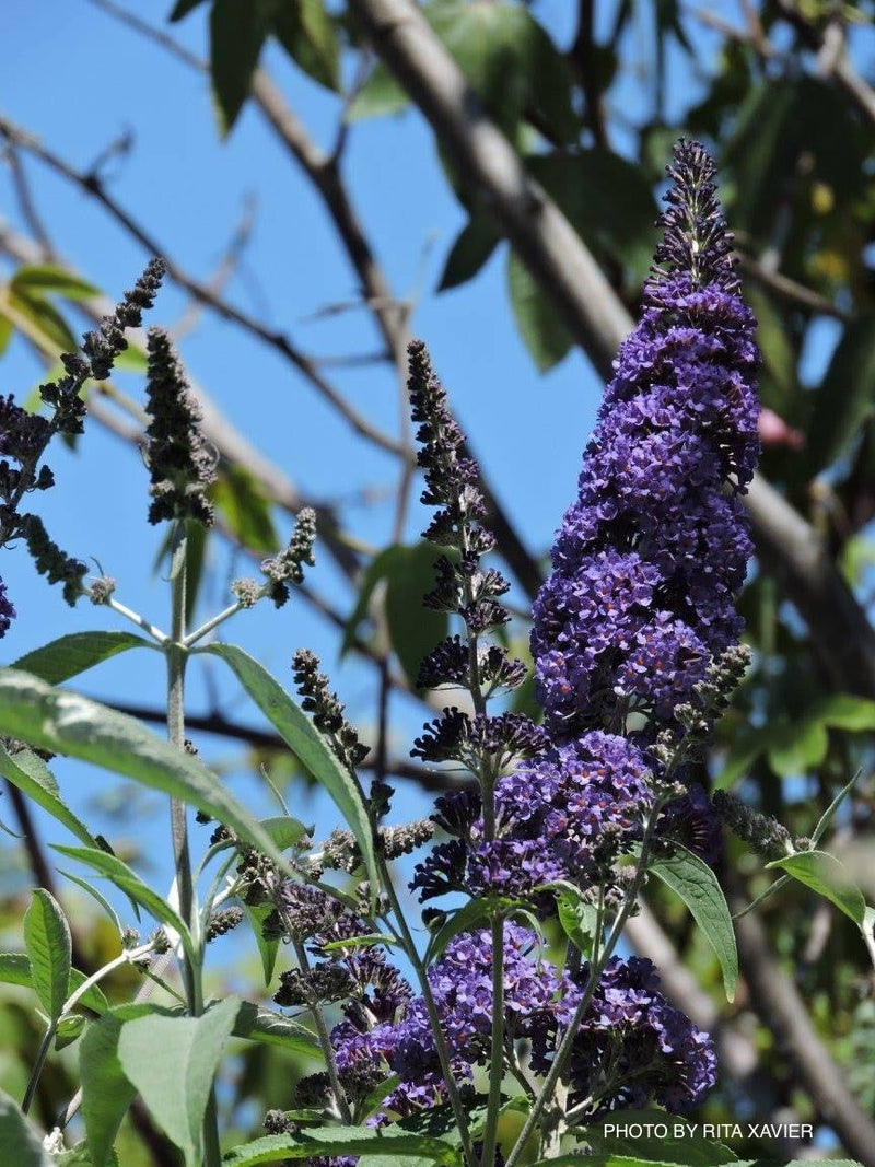 - Buddleia davidii 'Ellen's Blue' Butterflybush - Mr Maple │ Buy Japanese Maple Trees