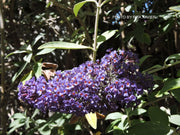 - Buddleia davidii 'Ellen's Blue' Butterflybush - Mr Maple │ Buy Japanese Maple Trees