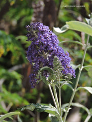 - Buddleia davidii 'Ellen's Blue' Butterflybush - Mr Maple │ Buy Japanese Maple Trees