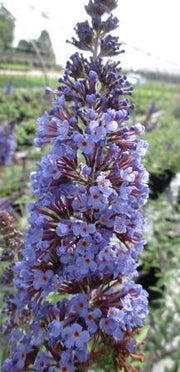 - Buddleia davidii 'Ellen's Blue' Butterflybush - Mr Maple │ Buy Japanese Maple Trees