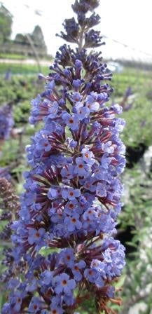 - Buddleia davidii 'Ellen's Blue' Butterflybush - Mr Maple │ Buy Japanese Maple Trees