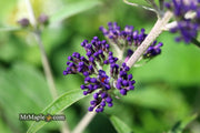 - Buddleia davidii 'Ellen's Blue' Butterflybush - Mr Maple │ Buy Japanese Maple Trees