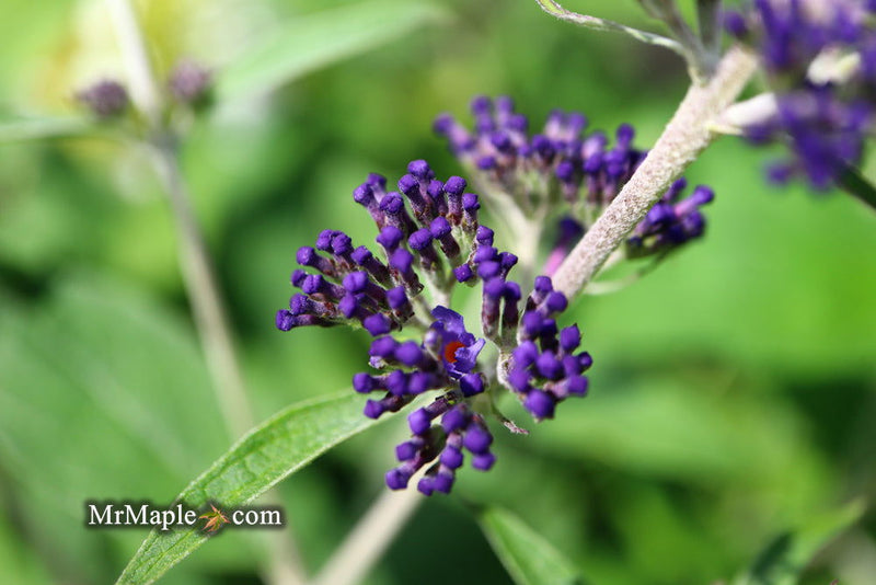 - Buddleia davidii 'Ellen's Blue' Butterflybush - Mr Maple │ Buy Japanese Maple Trees