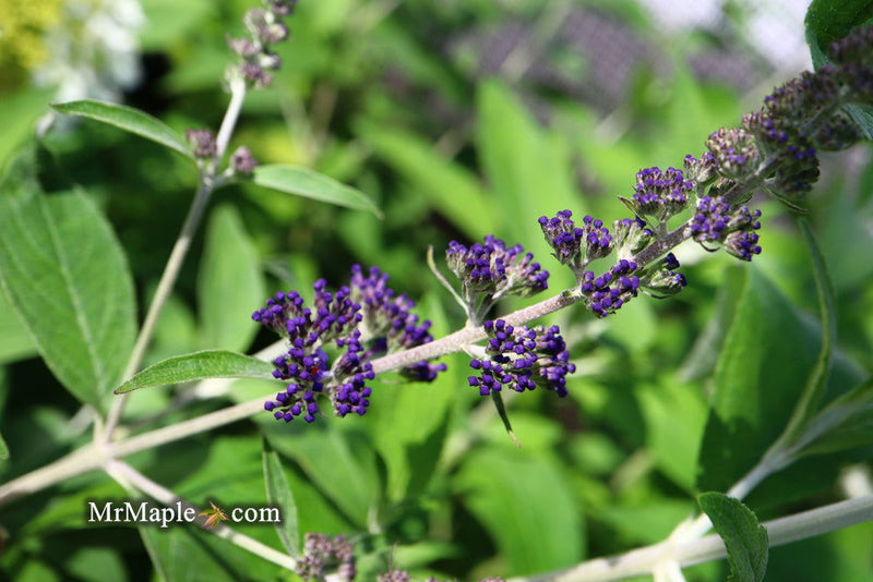 - Buddleia davidii 'Ellen's Blue' Butterflybush - Mr Maple │ Buy Japanese Maple Trees