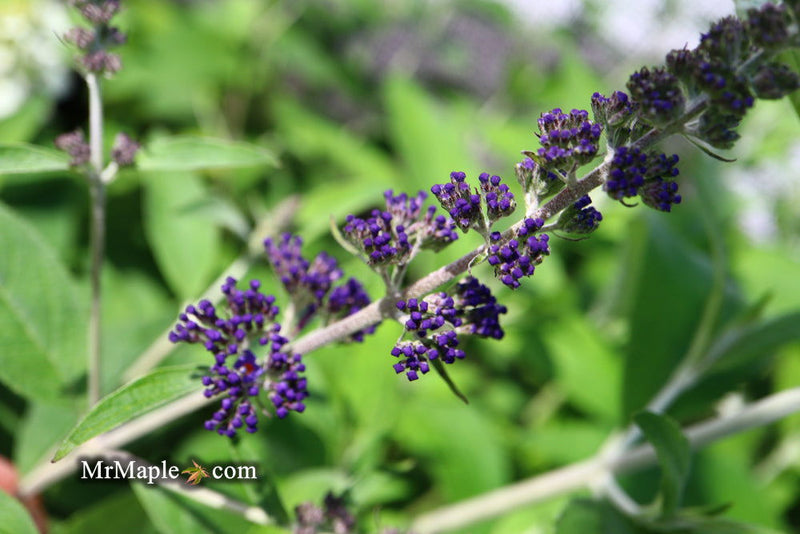 - Buddleia davidii 'Ellen's Blue' Butterflybush - Mr Maple │ Buy Japanese Maple Trees