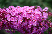 - Buddleia davidii 'Pink Delight' Butterflybush - Mr Maple │ Buy Japanese Maple Trees