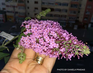 - Buddleia davidii 'Pink Delight' Butterflybush - Mr Maple │ Buy Japanese Maple Trees