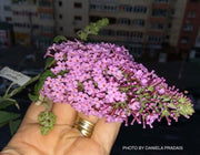 - Buddleia davidii 'Pink Delight' Butterflybush - Mr Maple │ Buy Japanese Maple Trees