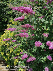 - Buddleia davidii 'Pink Delight' Butterflybush - Mr Maple │ Buy Japanese Maple Trees