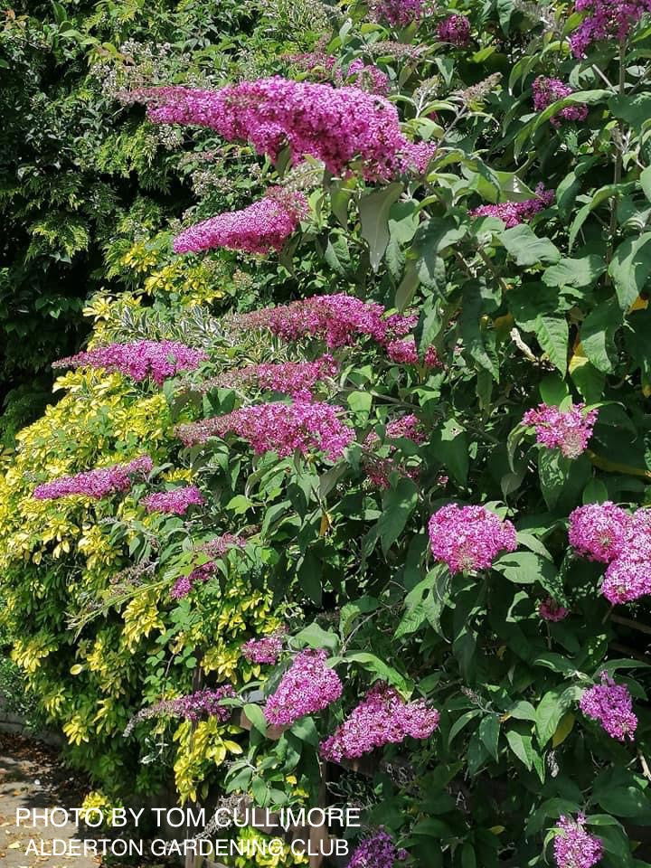 - Buddleia davidii 'Pink Delight' Butterflybush - Mr Maple │ Buy Japanese Maple Trees