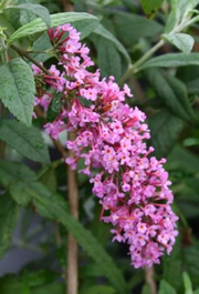 - Buddleia davidii 'Pink Delight' Butterflybush - Mr Maple │ Buy Japanese Maple Trees