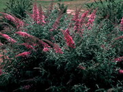 - Buddleia davidii 'Pink Delight' Butterflybush - Mr Maple │ Buy Japanese Maple Trees