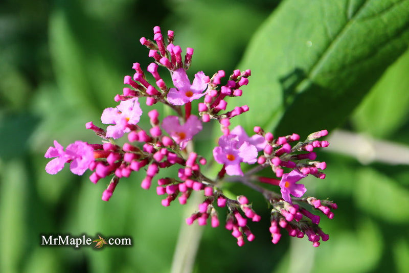 - Buddleia davidii 'Pink Delight' Butterflybush - Mr Maple │ Buy Japanese Maple Trees