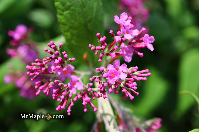 - Buddleia davidii 'Pink Delight' Butterflybush - Mr Maple │ Buy Japanese Maple Trees