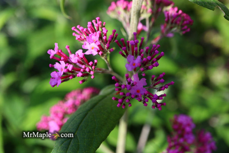 - Buddleia davidii 'Pink Delight' Butterflybush - Mr Maple │ Buy Japanese Maple Trees