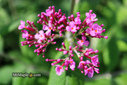 - Buddleia davidii 'Pink Delight' Butterflybush - Mr Maple │ Buy Japanese Maple Trees